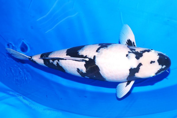 Tổng quan về cá Koi Shiro Utsuri