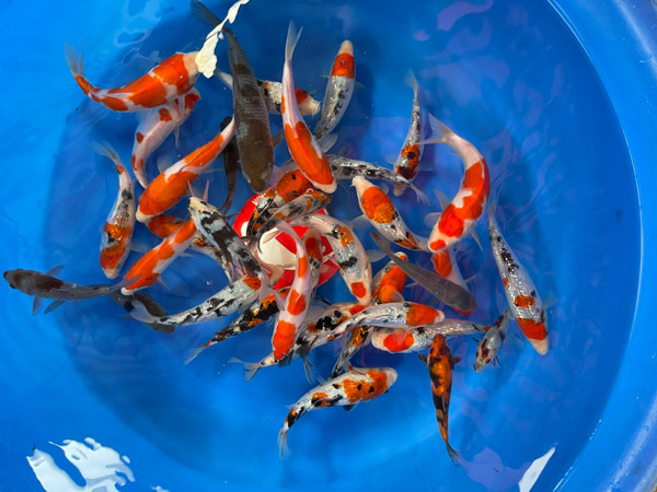 Làm thế nào để xác định được cá có phải ở độ tuổi tosai hay không?