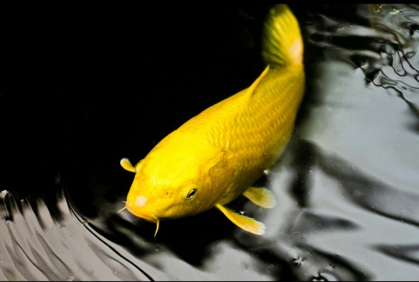 Cá koi vàng có nguồn gốc từ đâu?