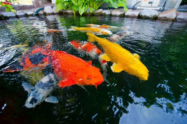 Cách bệnh thường gặp ở cá koi vàng