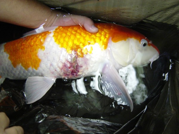 Cách chăm sóc cá koi vàng