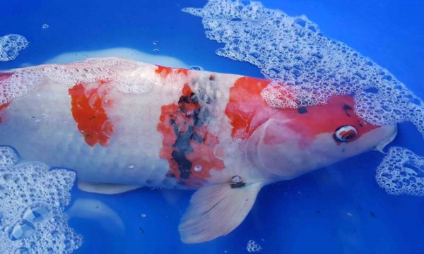 Sán da và sán mang ở cá koi