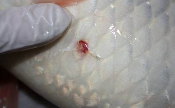 Trùng mỏ neo ở cá koi