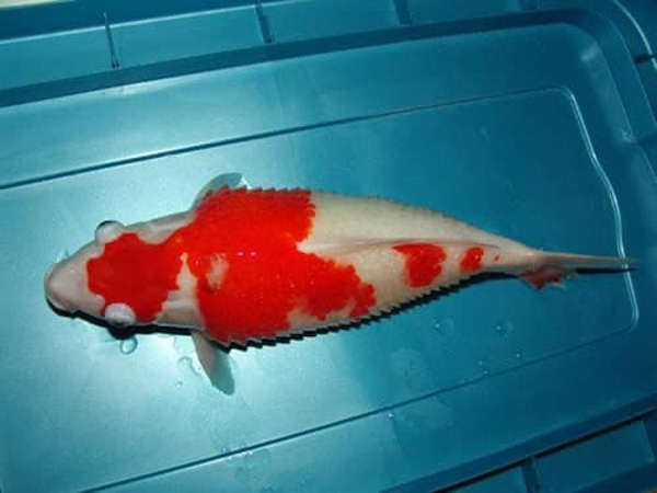 Bệnh rận cá koi