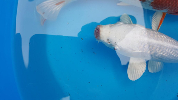 Bệnh nấm mang ở cá koi