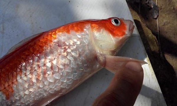 Bệnh đốm đỏ ở cá koi