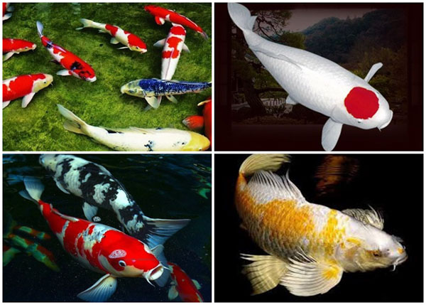 Phân loại các dòng cá koi Phân loại các dòng cá koi