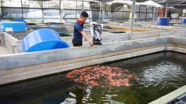 Việc lựa chọn thức ăn phù hợp với từng giai đoạn sẽ giúp cá Koi phát triển tối ưu và duy trì sức khỏe tốt