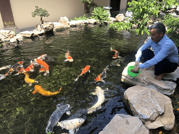 Nên cho cá Koi ăn khi nào?