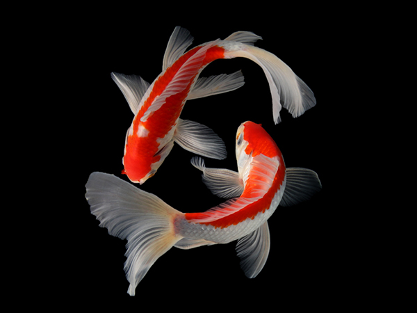 Nguồn gốc của cá koi Nguồn gốc của cá koi