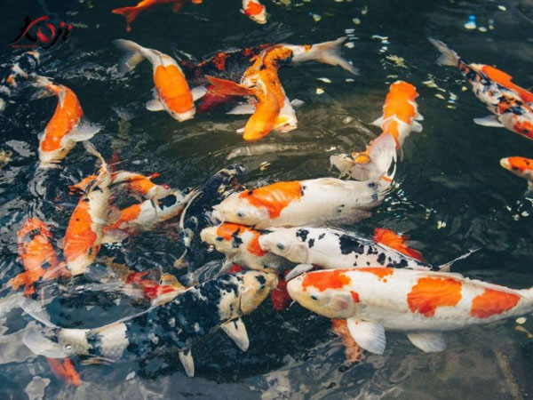 Kinh nghiệm nuôi cá koi ngoài trời vào các mùa trong năm Kinh nghiệm nuôi cá koi ngoài trời vào các mùa trong năm