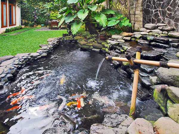 Môi trường sống tốt nhất cho cá koi