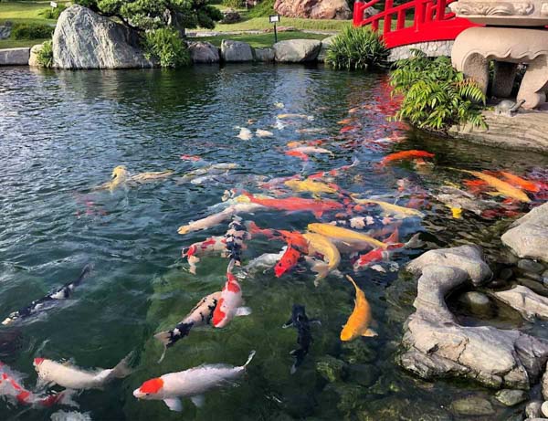 Một số yếu tố quan trọng khi nuôi cá koi không cần oxy