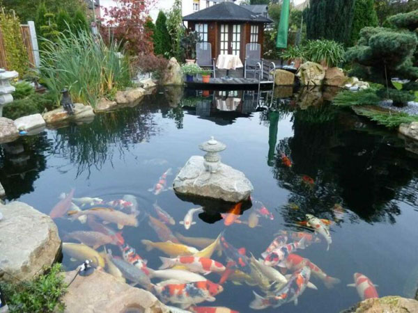 Bật mí cách nuôi cá koi không cần oxy