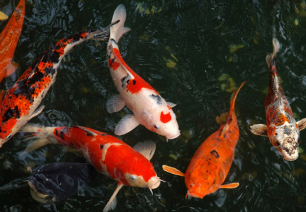 Các vấn đề thường gặp khi thực hiện cách nuôi cá koi không cần oxy