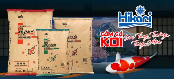 Giới thiệu về cám Hikari cho cá koi