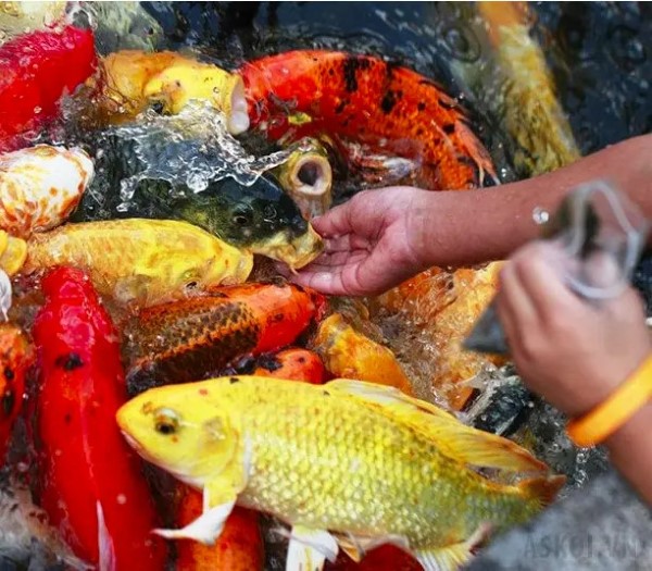 Ưu điểm của thức ăn cám Hikari cho cá koi