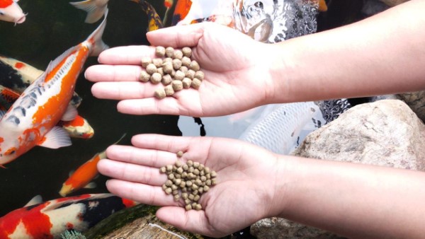 Cách bảo quản cám cá koi Hikari đúng cách