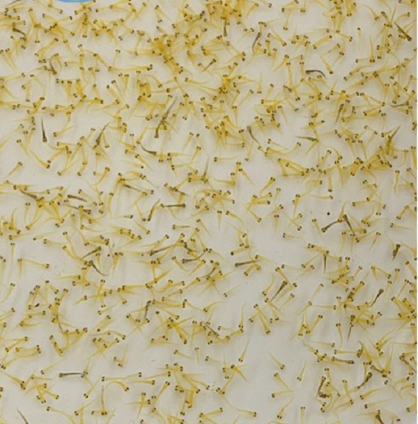 Lượng thức ăn cho cá koi bột Lượng thức ăn cho cá koi bột