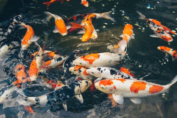 Cá trưởng thành - Cho ăn ít bữa hơn với lượng thức ăn vừa phải Cá trưởng thành - Cho ăn ít bữa hơn với lượng thức ăn vừa phải