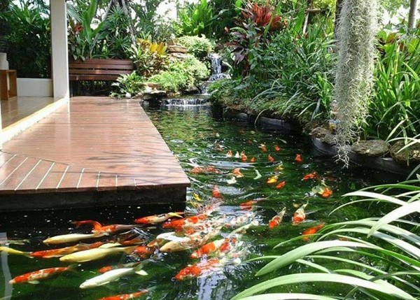 Nếu ao/hồ có mật độ cá cao, lượng thức ăn cần cung cấp sẽ nhiều hơn so với ao/hồ có mật độ cá thấp Nếu ao/hồ có mật độ cá cao, lượng thức ăn cần cung cấp sẽ nhiều hơn so với ao/hồ có mật độ cá thấp