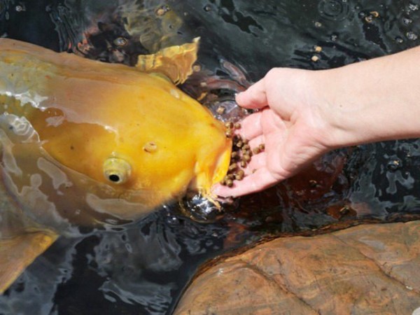 Cá koi ngày cho ăn mấy lần? Cá koi ngày cho ăn mấy lần?