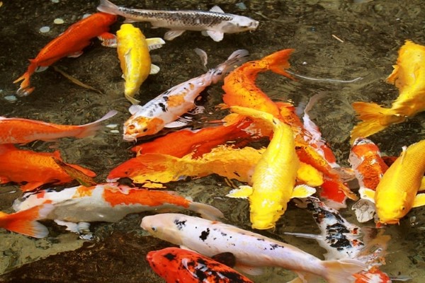 Thức ăn cho cá chép Koi lên màu chứa thành phần nào? Thức ăn cho cá chép Koi lên màu chứa thành phần nào?