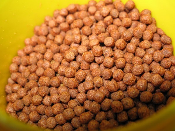 Khi cá Koi tròn 1 tháng tuổi, bạn có thể cho chúng ăn thức ăn viên hoặc mảnh có kích thước lớn Khi cá Koi tròn 1 tháng tuổi, bạn có thể cho chúng ăn thức ăn viên hoặc mảnh có kích thước lớn