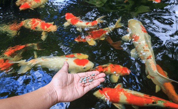 Các lưu ý khi cho cá Koi ăn Các lưu ý khi cho cá Koi ăn