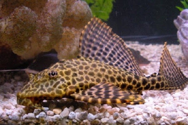 Các loài cá thích hợp với thức ăn chìm Các loài cá thích hợp với thức ăn chìm