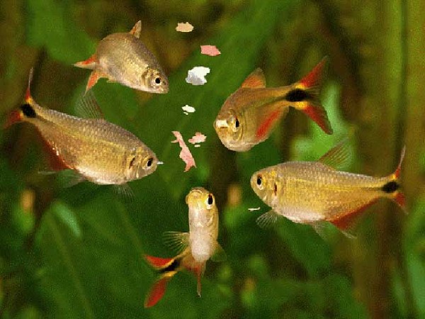 Tại sao nên chọn thức ăn chìm cho cá? Tại sao nên chọn thức ăn chìm cho cá?