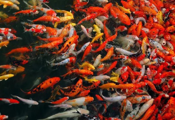 Những yếu tố ảnh hưởng khả năng lên màu ở cá koi Những yếu tố ảnh hưởng khả năng lên màu ở cá koi