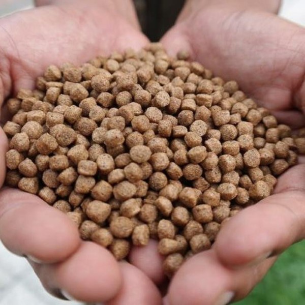 Thành phần trong thức ăn tăng màu cho cá koi Thành phần trong thức ăn tăng màu cho cá koi