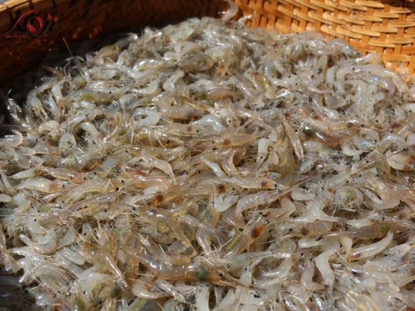 Tự làm thức ăn cá Koi từ con tép Tự làm thức ăn cá Koi từ con tép