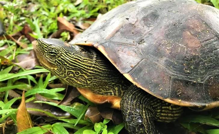 Thiết lập môi trường sống cho rùa cổ sọc Thiết lập môi trường sống cho rùa cổ sọc