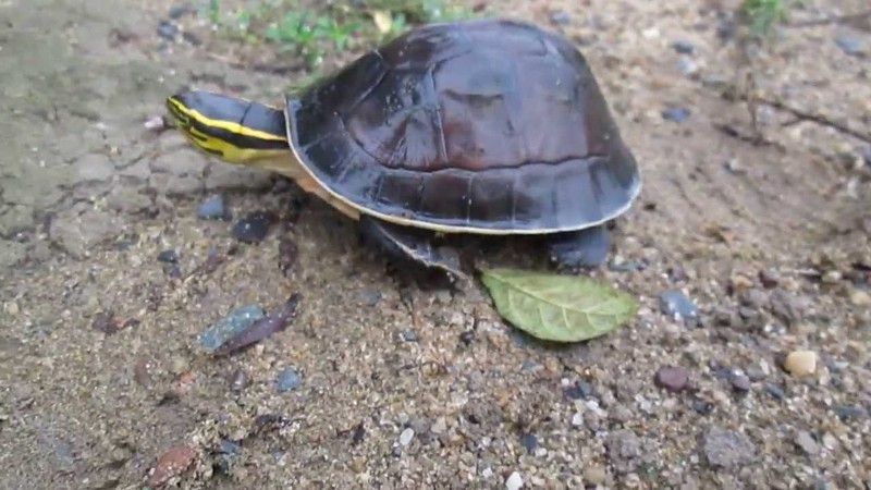 Tập tính sống của rùa hộp lưng đen Tập tính sống của rùa hộp lưng đen