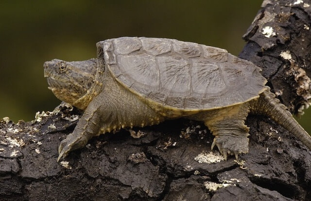 Rùa Common Snapping Rùa Common Snapping