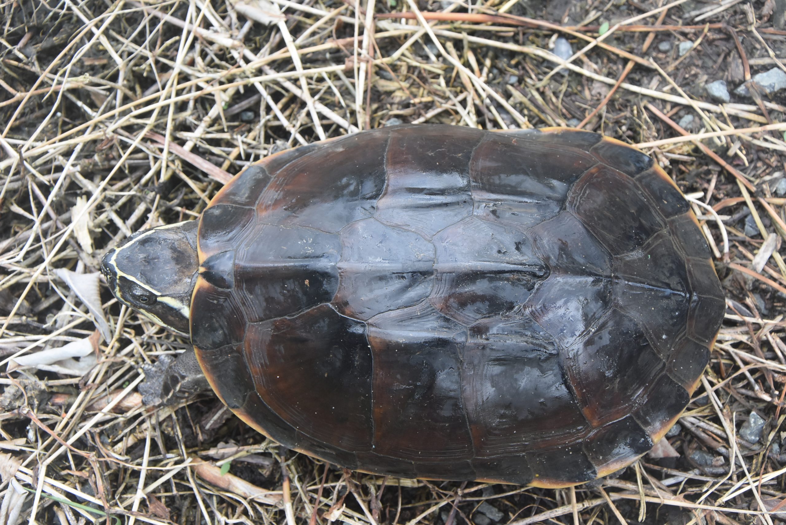 Đặc điểm nhận dạng rùa ba gờ Đặc điểm nhận dạng rùa ba gờ