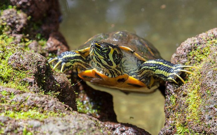 Đặc điểm ngoại hình rùa cổ sọc Đặc điểm ngoại hình rùa cổ sọc