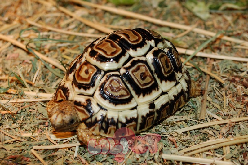 Đặc điểm nhận dạng rùa Da Báo Đặc điểm nhận dạng rùa Da Báo