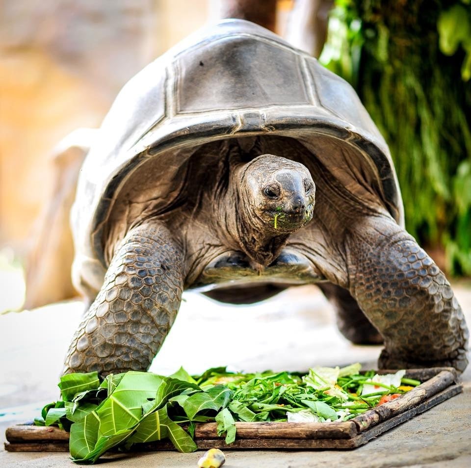 Rùa khổng lồ Aldabra – loài rùa cạn lớn bậc nhất thế giới Rùa khổng lồ Aldabra – loài rùa cạn lớn bậc nhất thế giới