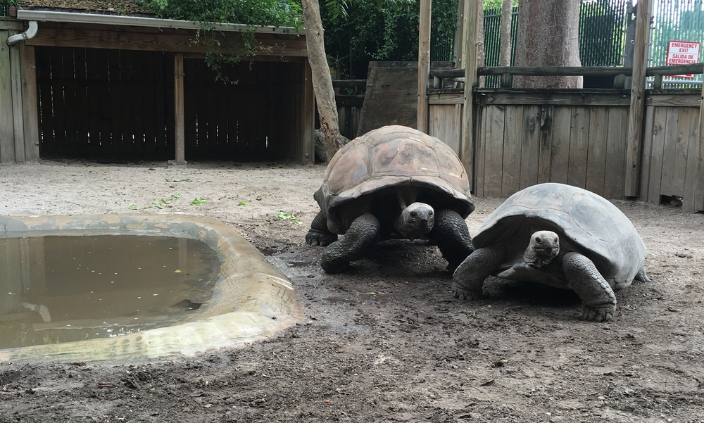 Hình dáng Rùa Aldabra Khổng Lồ Hình dáng Rùa Aldabra Khổng Lồ
