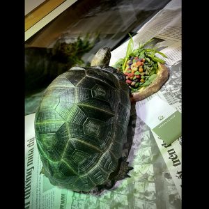 Chuồng nuôi rùa khổng lồ Aldabra Chuồng nuôi rùa khổng lồ Aldabra