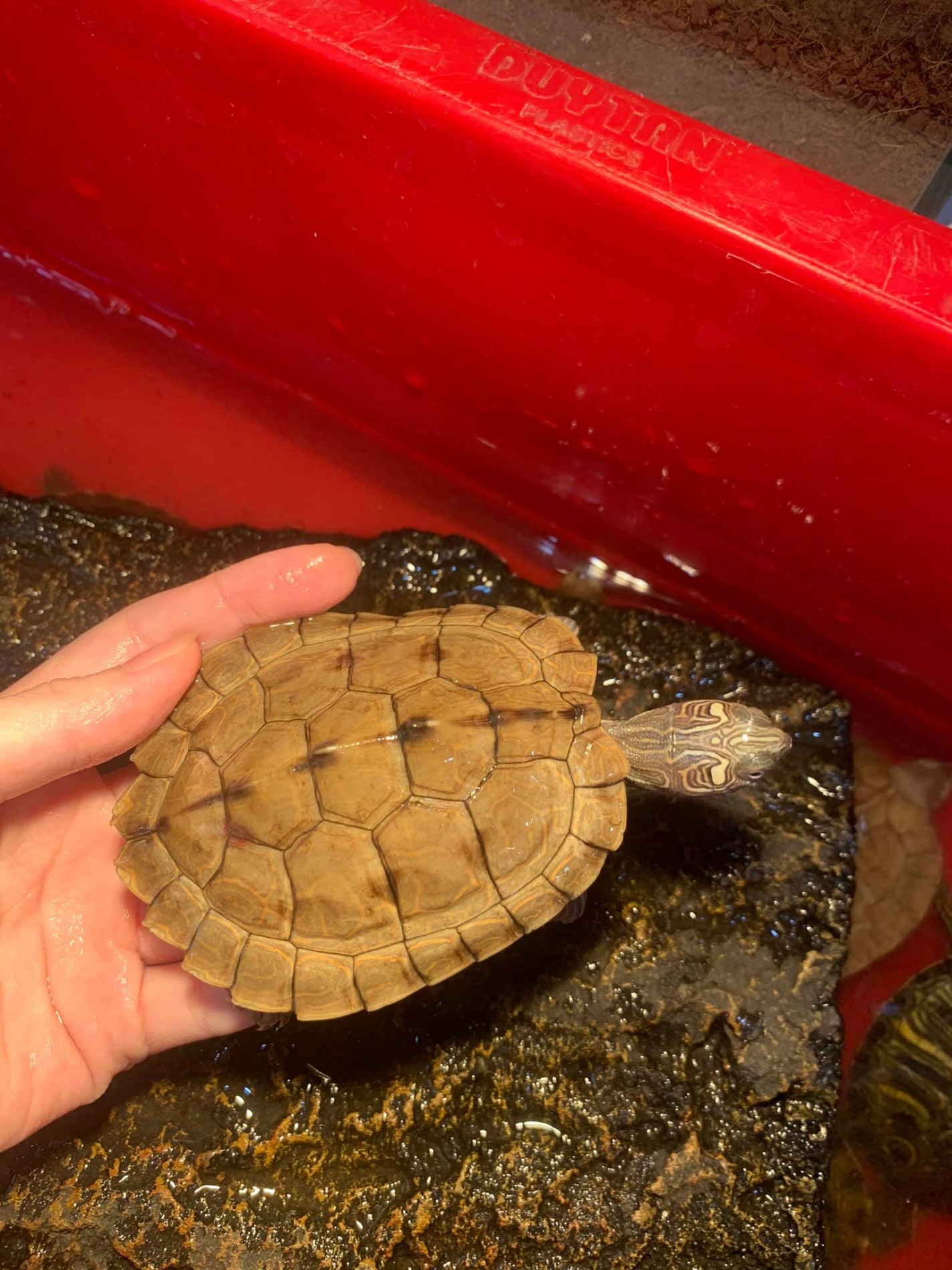 Giới thiệu tổng quan về rùa bản đồ Giới thiệu tổng quan về rùa bản đồ