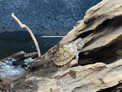 Sự phân bố của rùa Bản Đồ Sự phân bố của rùa Bản Đồ