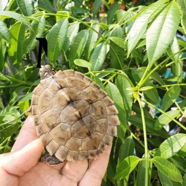 Rùa Bản Đồ ăn gì tốt nhất? Rùa Bản Đồ ăn gì tốt nhất?