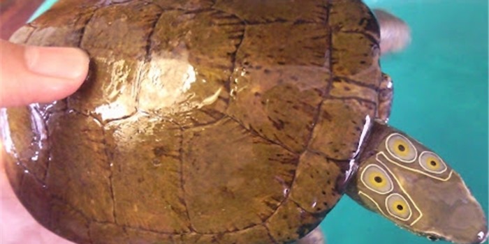 Giới thiệu về rùa bốn mắt Giới thiệu về rùa bốn mắt