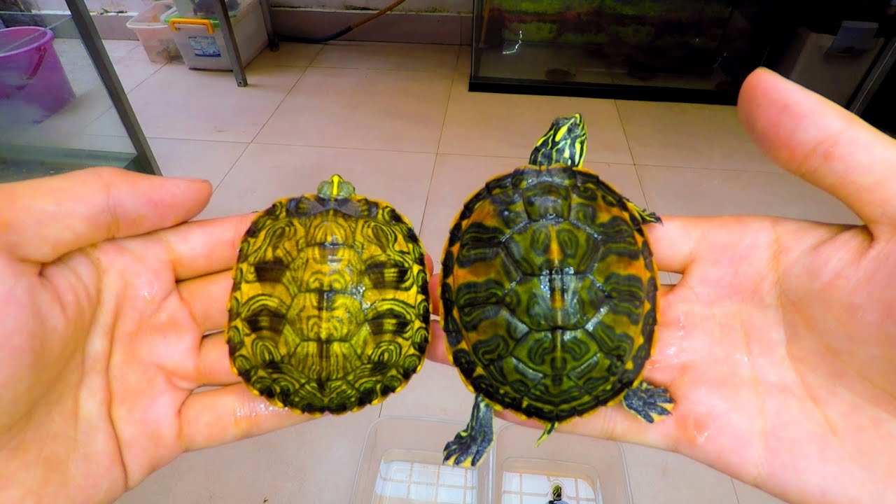 Phân biệt rùa Florida Snapping và Common Snapping Turtle Phân biệt rùa Florida Snapping và Common Snapping Turtle