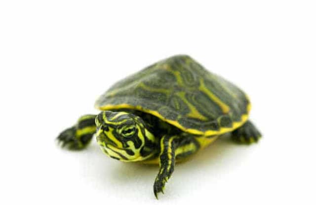 Đặc điểm nổi bật của Rùa Bụng Vàng Đặc điểm nổi bật của Rùa Bụng Vàng