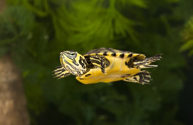 Rùa Bụng Vàng (Yellow Belly Turtle) Rùa Bụng Vàng (Yellow Belly Turtle)